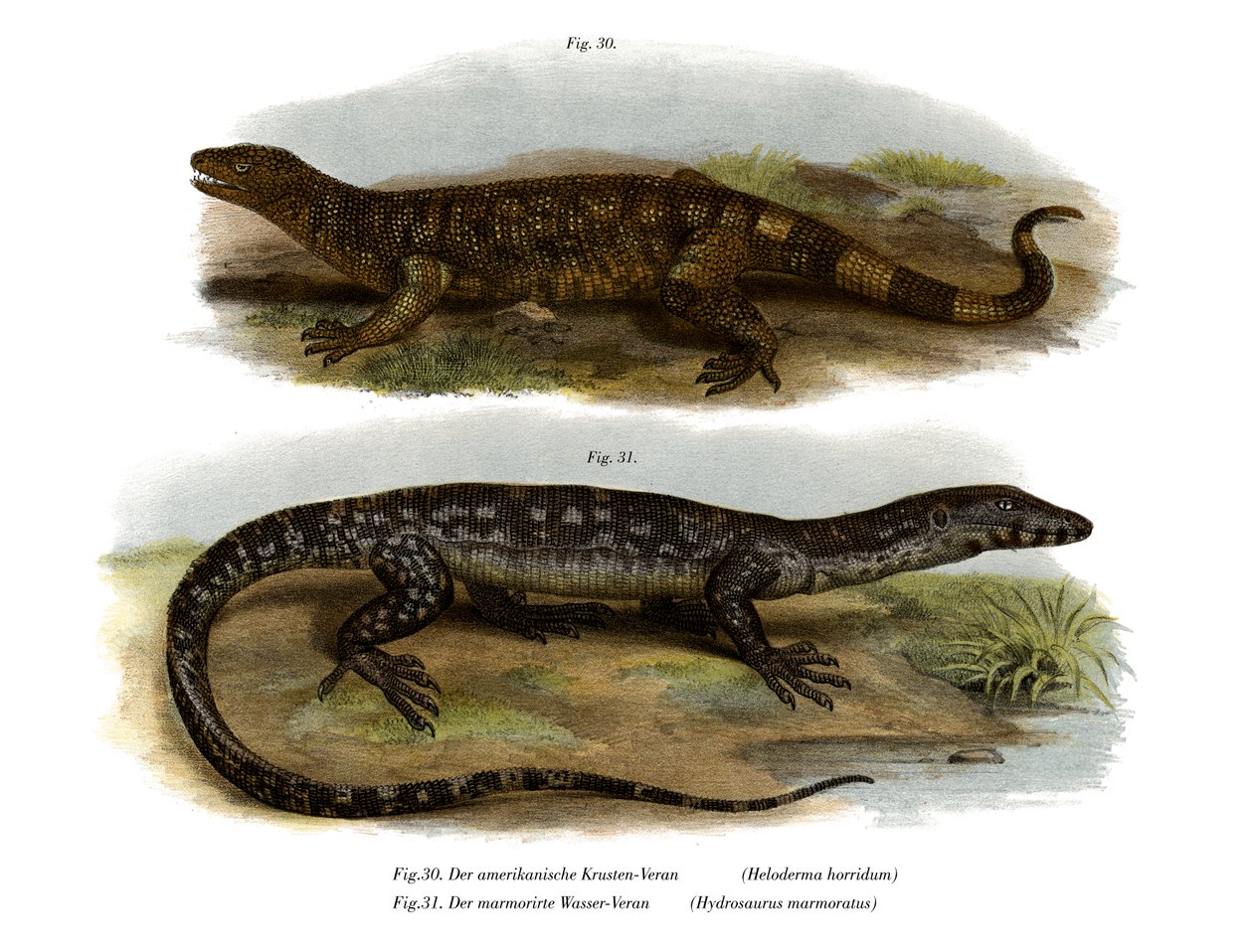 Beaded Lizard (farve litho) af German School
