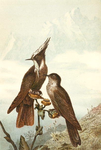 Bearded Helmet Crests, plade fra "Brehms Tierleben: Allgemeine Kunde des Tierreichs", bind 4, s. 675, udgivet af Bibliographisches Institut af German School