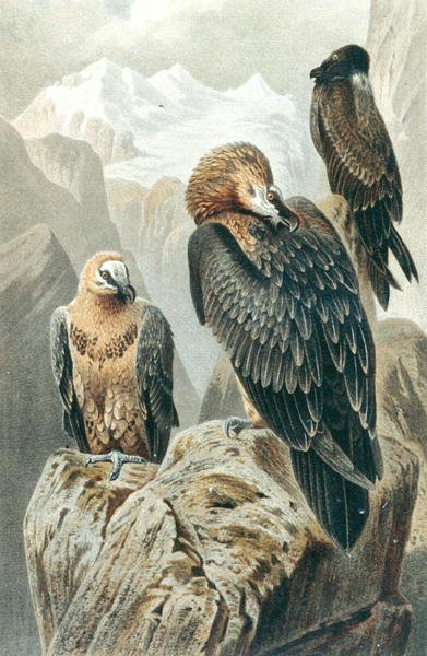 Bearded Vulture, plade fra "Brehms Tierleben: Allgemeine Kunde des Tierreichs", bind 6, s.415, udgivet af Bibliographisches Institut af German School