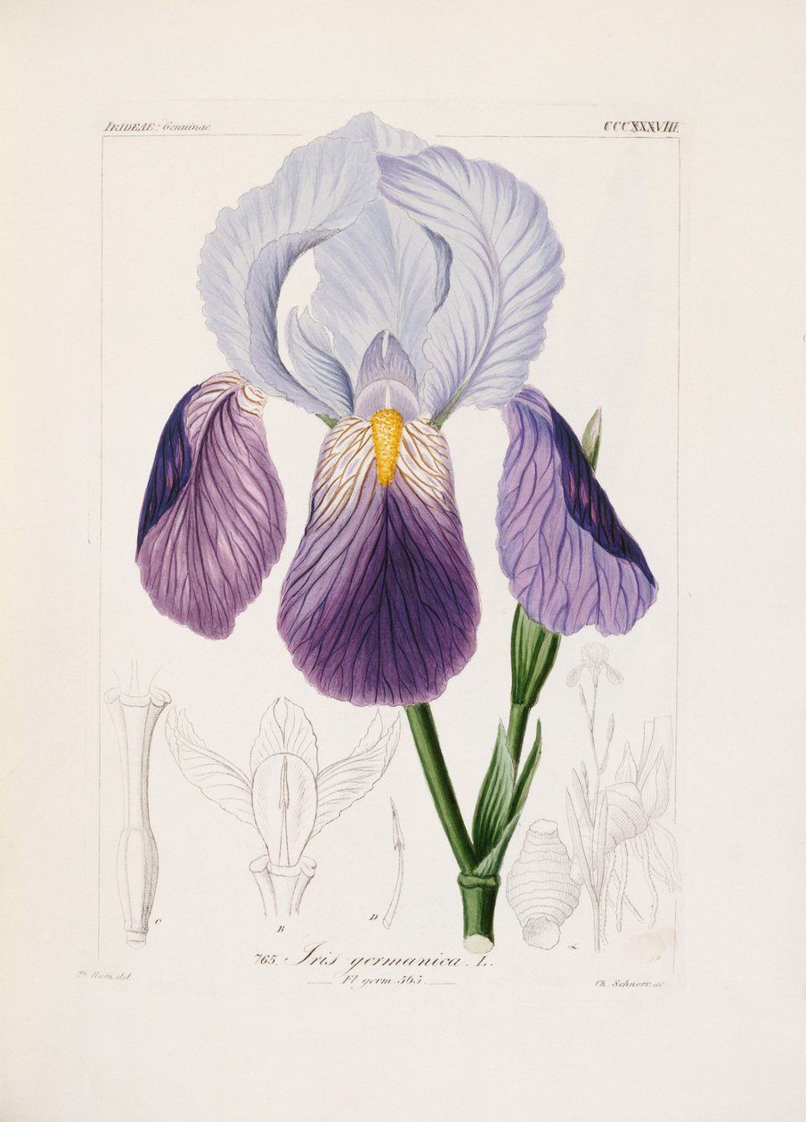 Skæg iris, graveret af Ch. Schnorr (håndfarvet litho) af German School