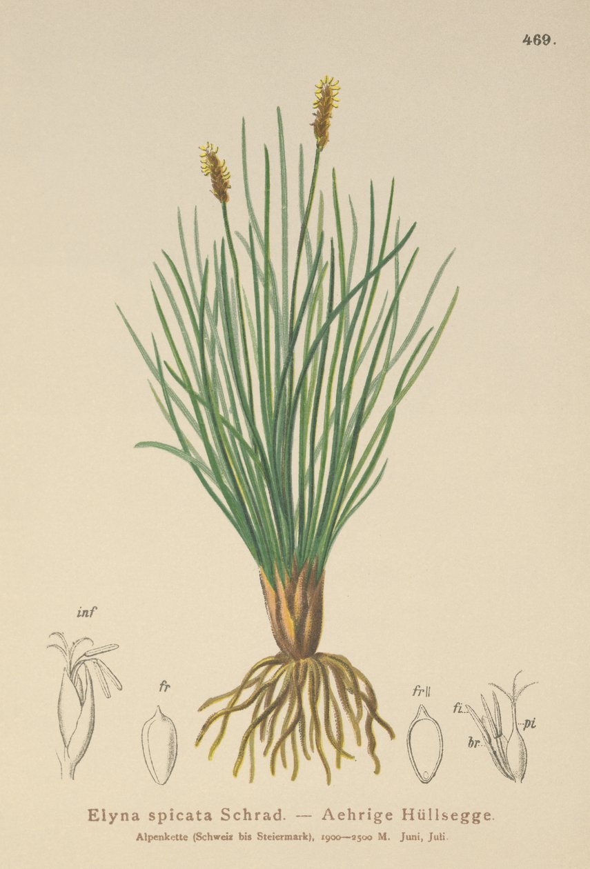 Bellardis mose-sedge (Kobresia myosuroides, Elyna myosuroides, Kobresia bellardii, Elyna bellardii, Elyna scirpina, Elyna spicata) af German School