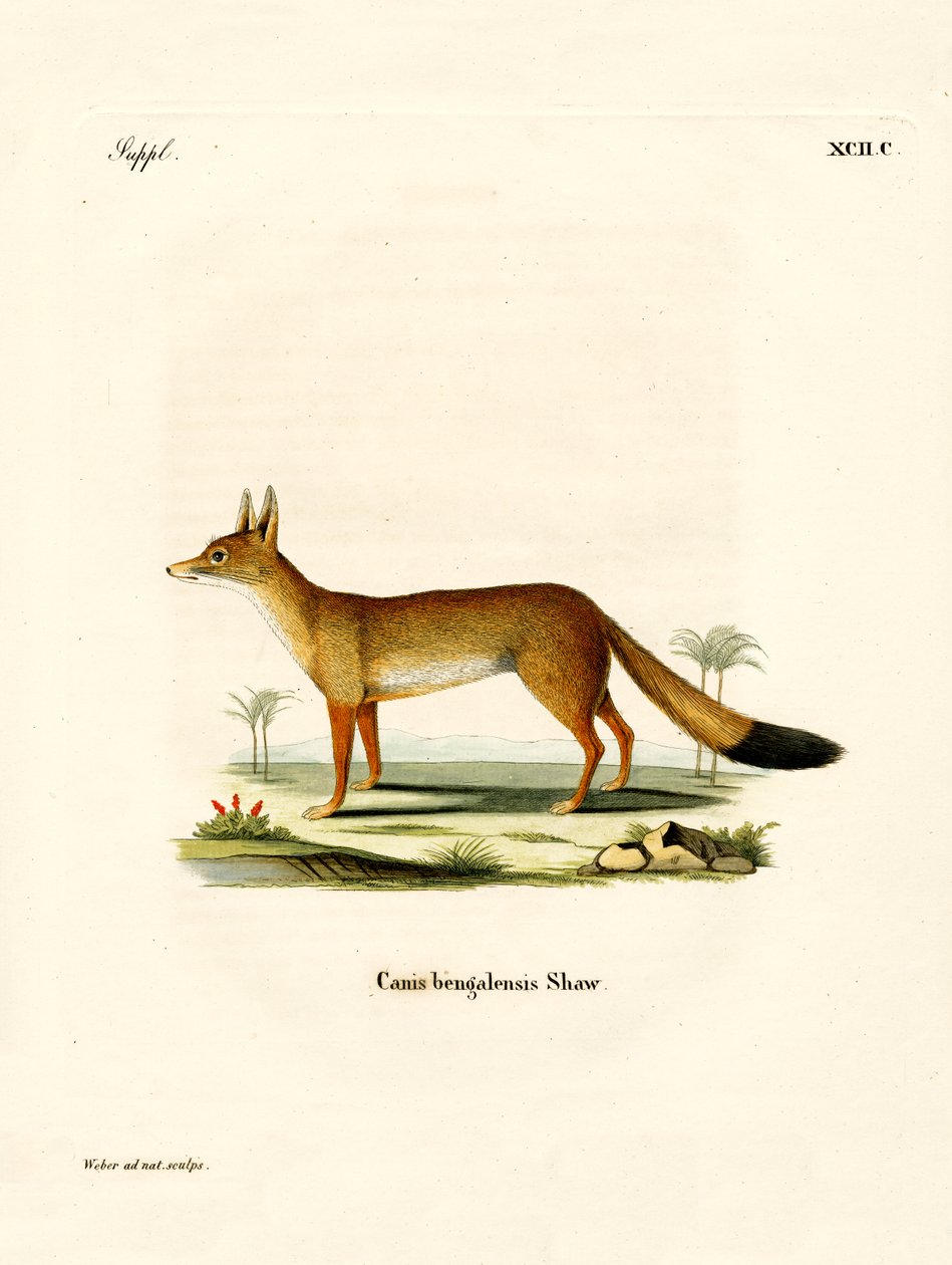 Bengal Fox (farvet gravering) af German School