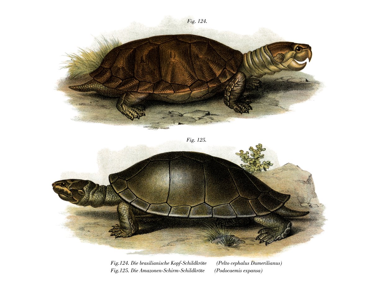 Storhovedet Amazon River Turtle (farve litho) af German School