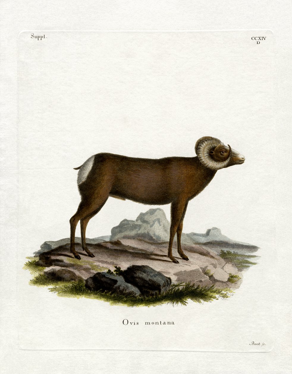 Bighorn Sheep (farvet gravering) af German School