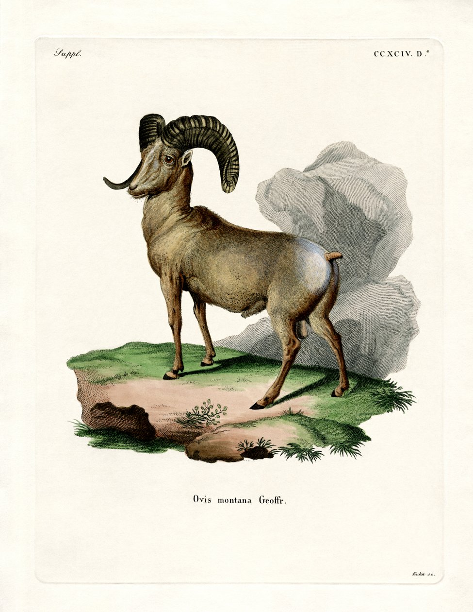 Bighorn Sheep (farvet gravering) af German School