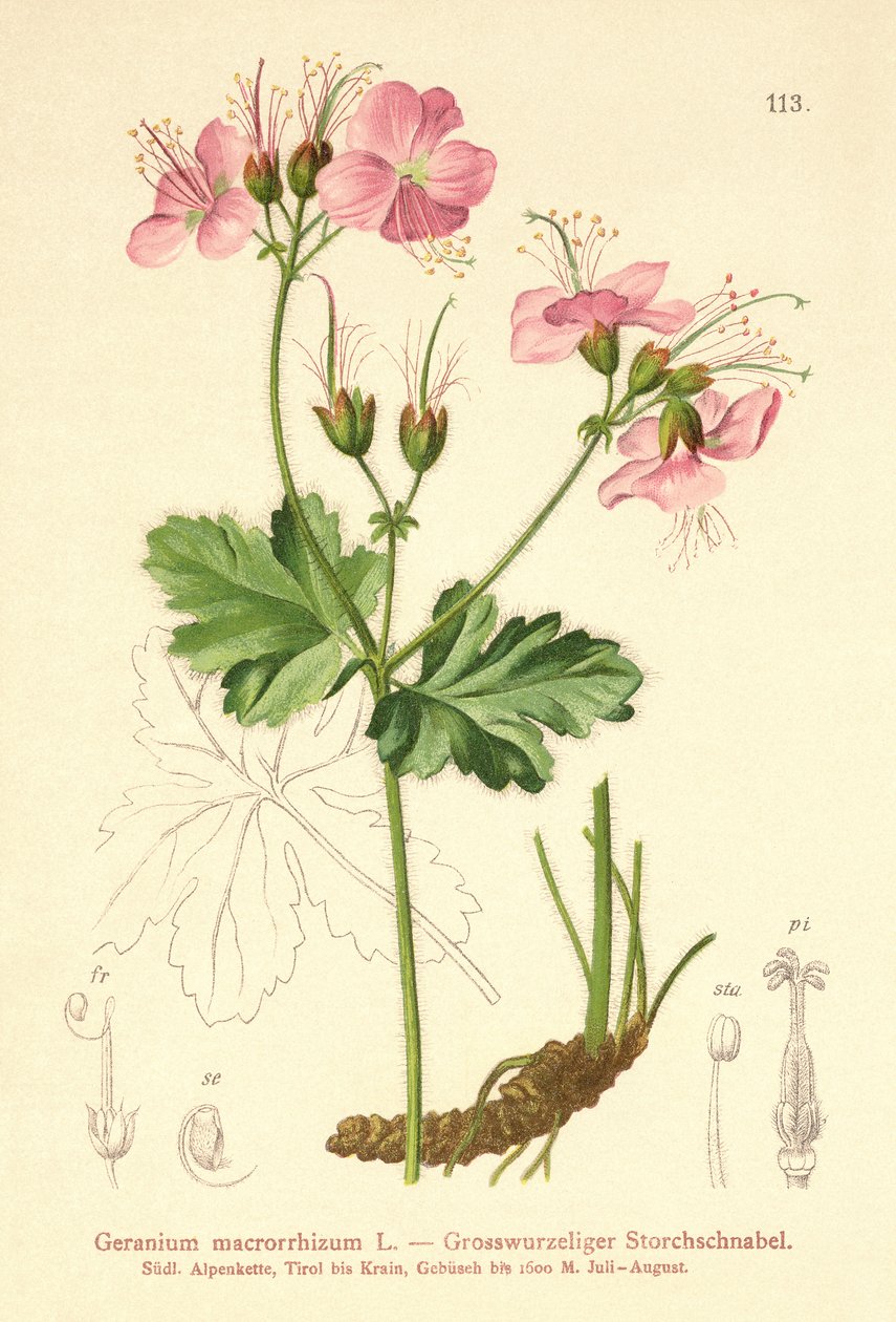 Storrodet pelargonie (Geranium macrorrhizum) af German School