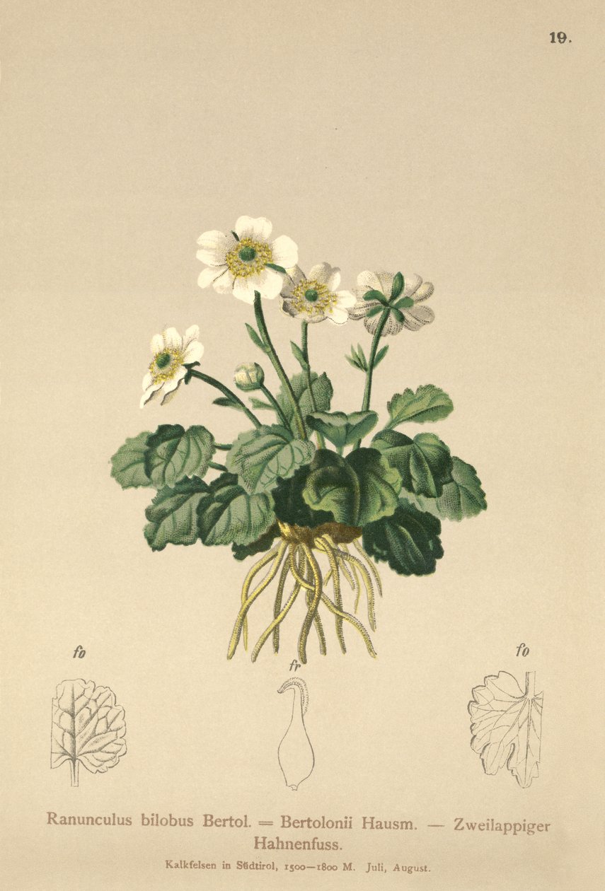 Bilobo Buttercup (Ranunculus bilobus, Ranunculus Bertolonii) af German School