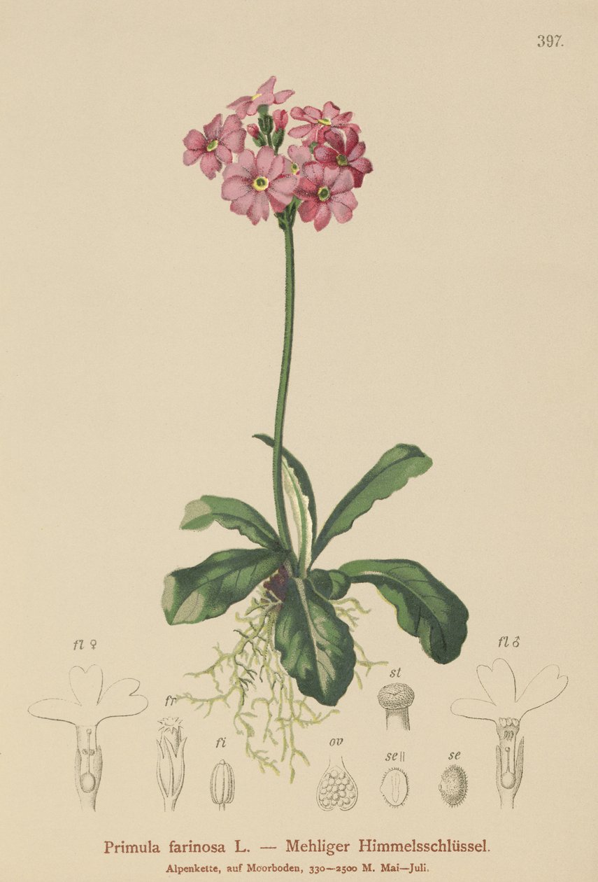 Primula farinosa (Primula farinosa) af German School