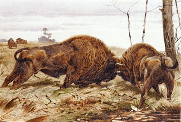 Bison, tallerken fra "Brehms Tierleben: Allgemeine Kunde des Tierreichs", bd. 3, s. 260, udgivet af Bibliographisches Institut af German School