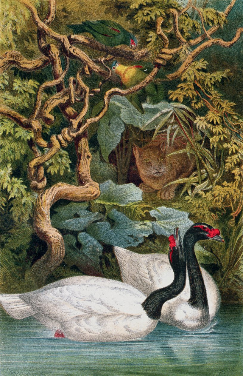 Black-necked Swan, tallerken fra Brehms Tierleben: Allgemeine Kunde des Tierreichs, vol.6, s.598, udgivet af Bibliographisches Institut, 1892 af German School