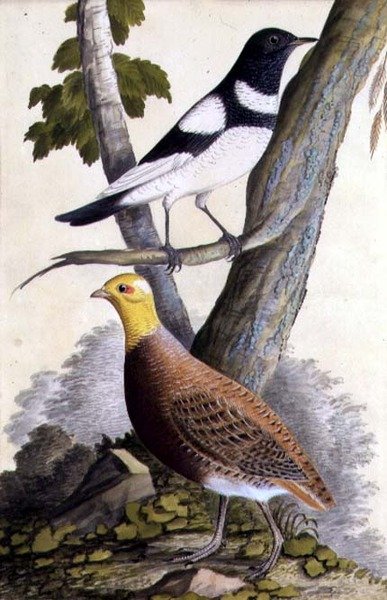Sortstrubet Drossel (Turdus ruficollis) og Agerhøne (Perdix perdix), ca. 1740 (akvarel på papir) af German School