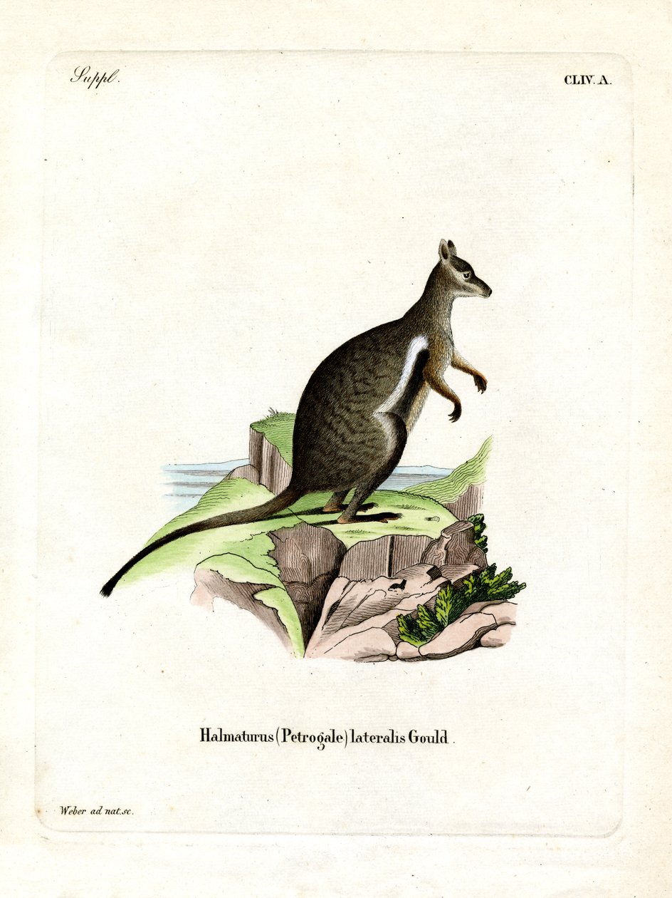 Black-footed Rock-wallaby (farvet gravering) af German School