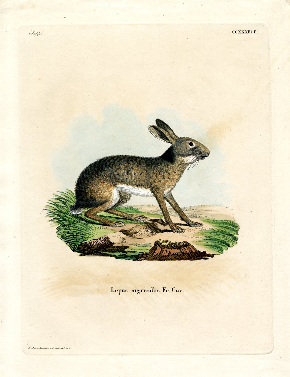 Sortnavet hare (farvet indgravering) af German School