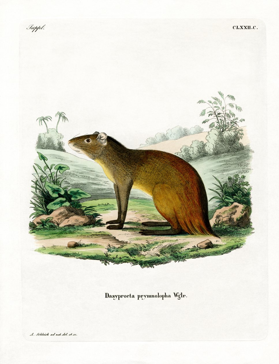 Sort-rumped Agouti (farvet gravering) af German School