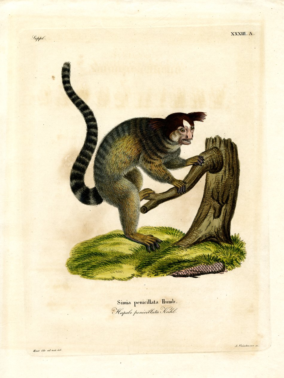 Sorttuftet marmoset (farvet gravering) af German School