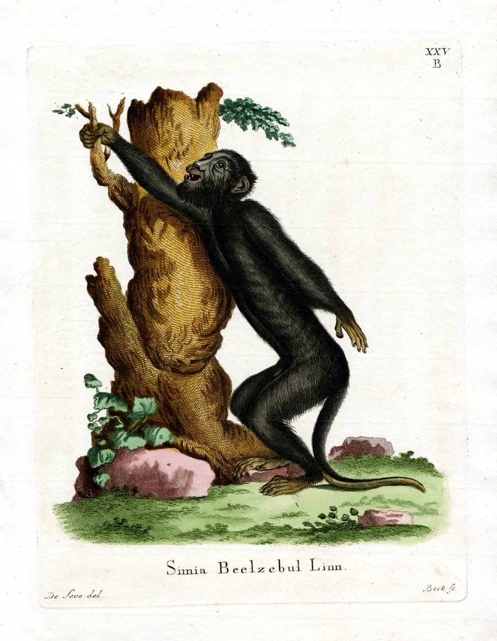 Black Howler (farvet gravering) af German School