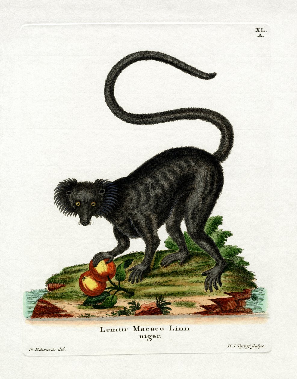 Black Lemur (farvet gravering) af German School