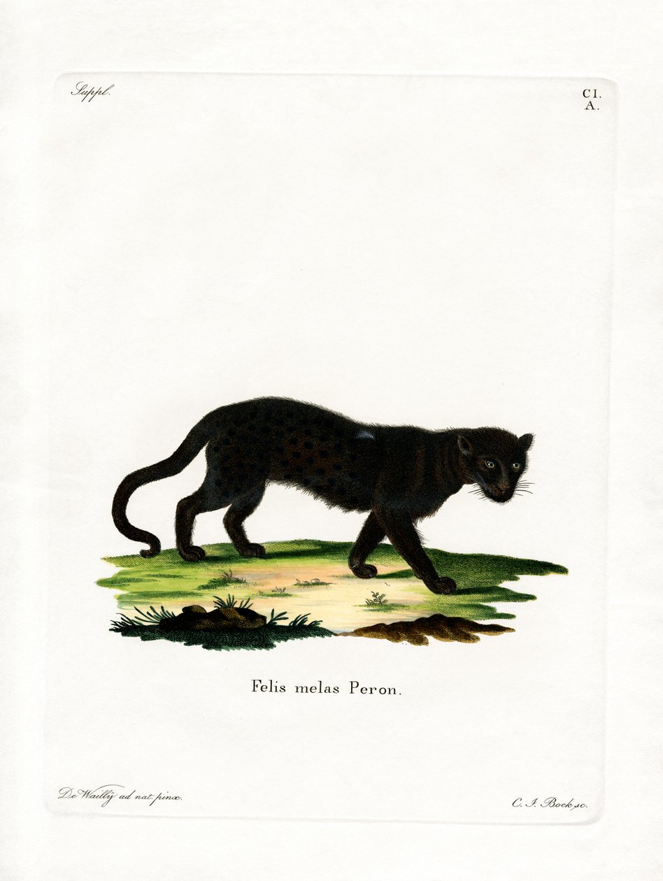 Sort leopard (farvet gravering) af German School
