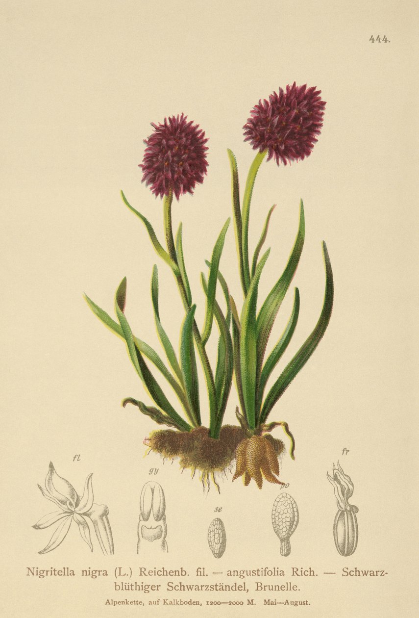 Sort vanilje orkidé (Nigritella nigra, Nigritella angustifolia) af German School