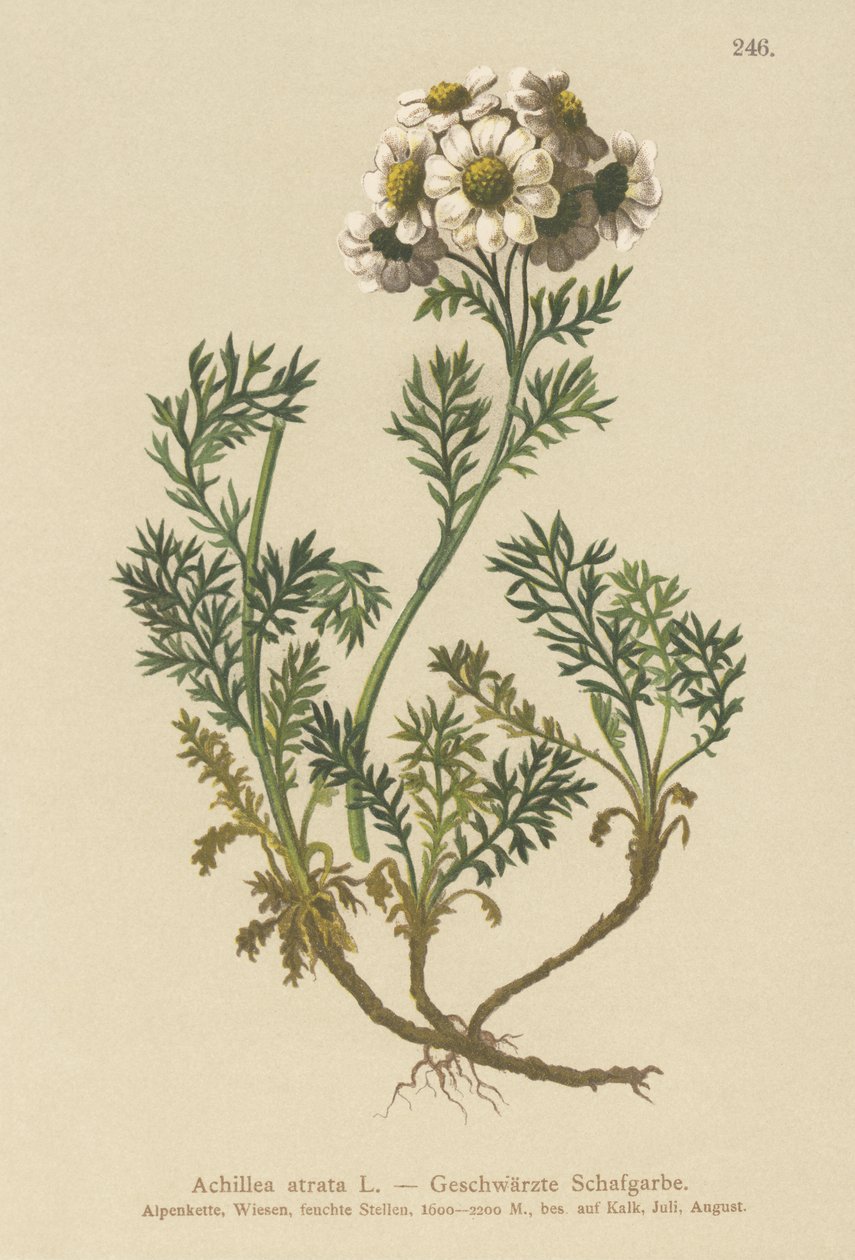 Sort røllike (Achillea atrata) af German School