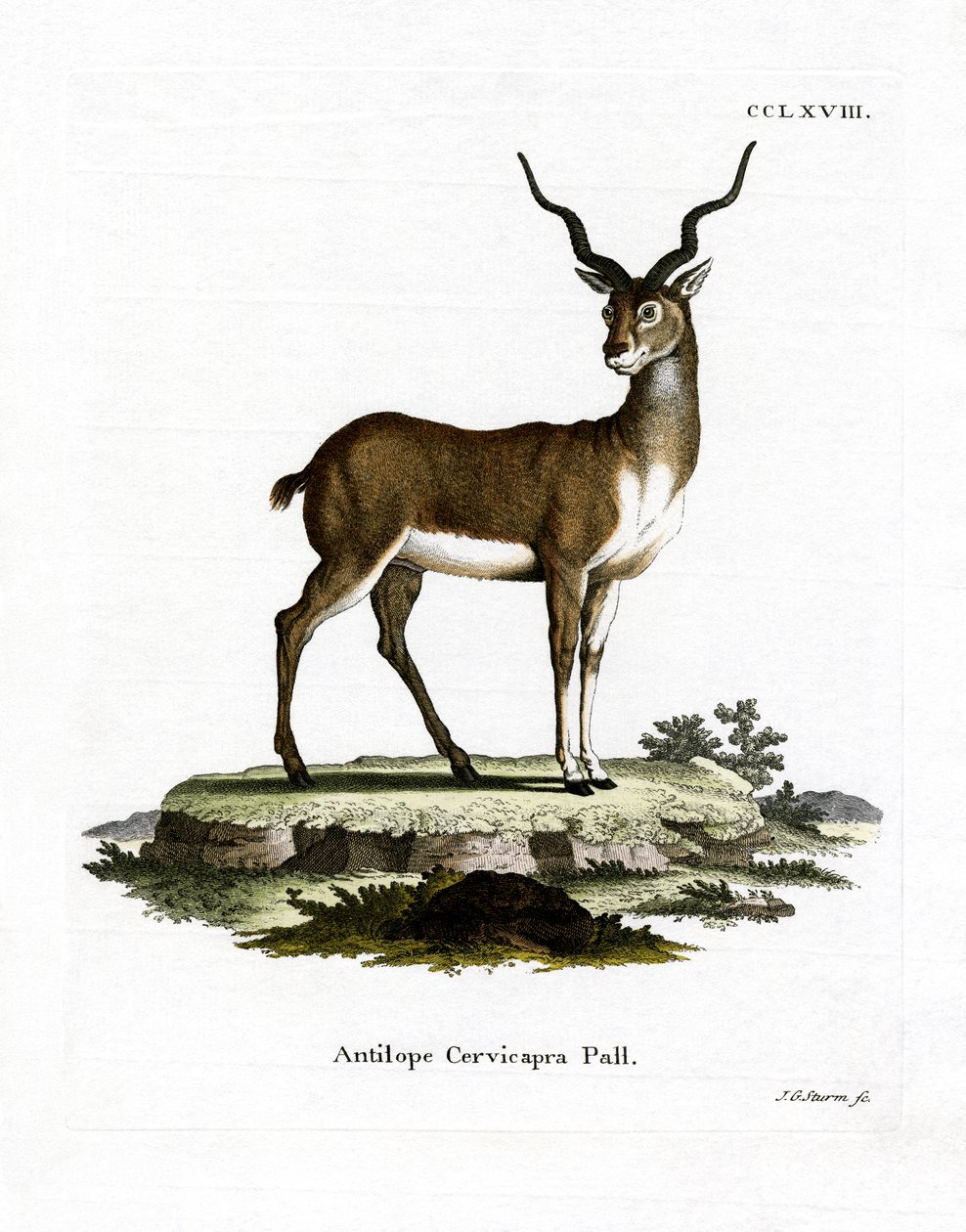 Blackbuck (farvet gravering) af German School