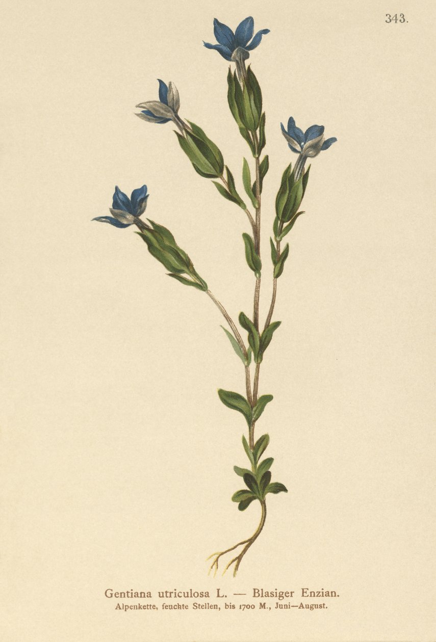 Blære-ensian (Gentiana utriculosa) af German School
