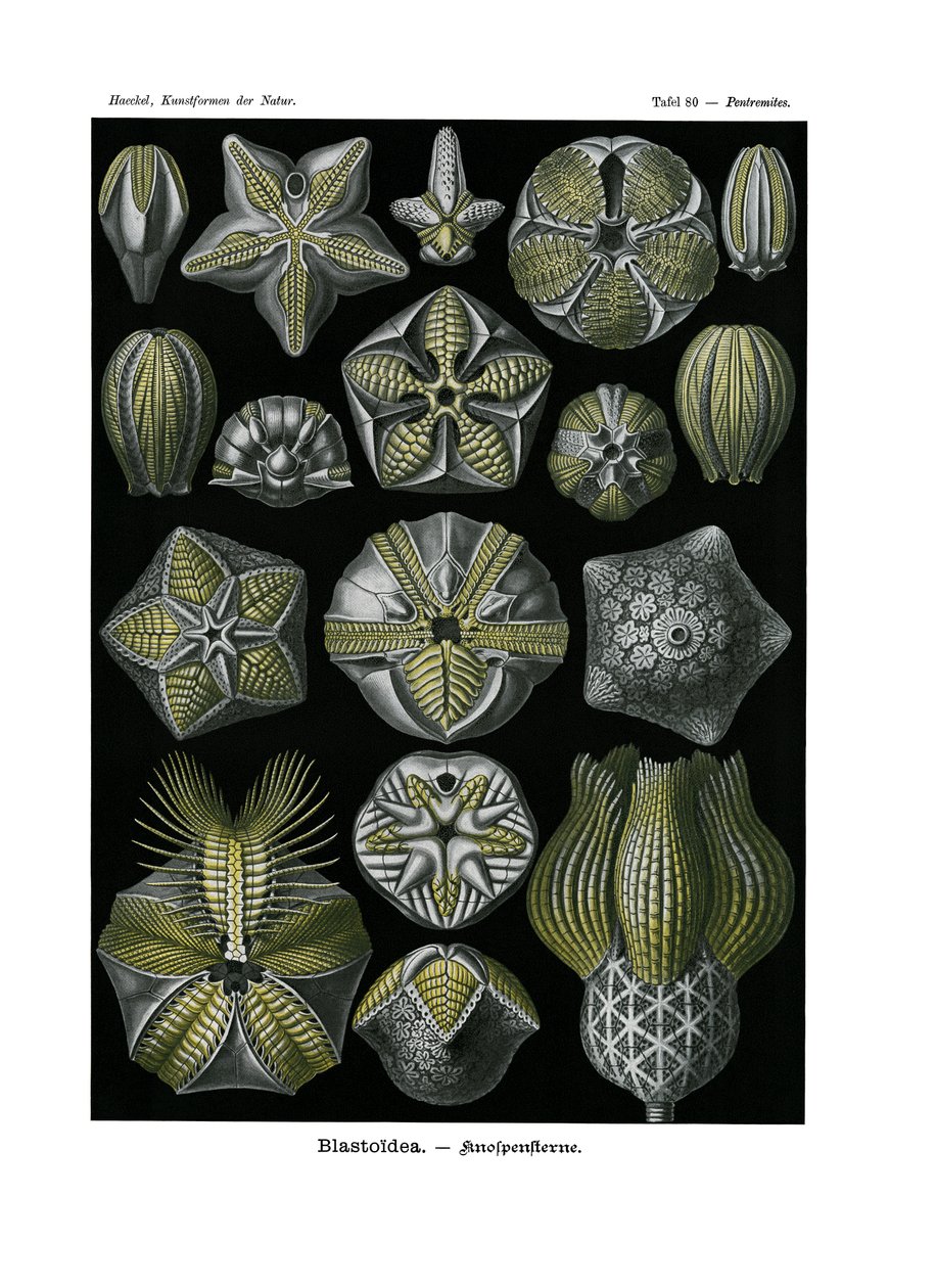 Blastoidea, 1899-1904 af German School