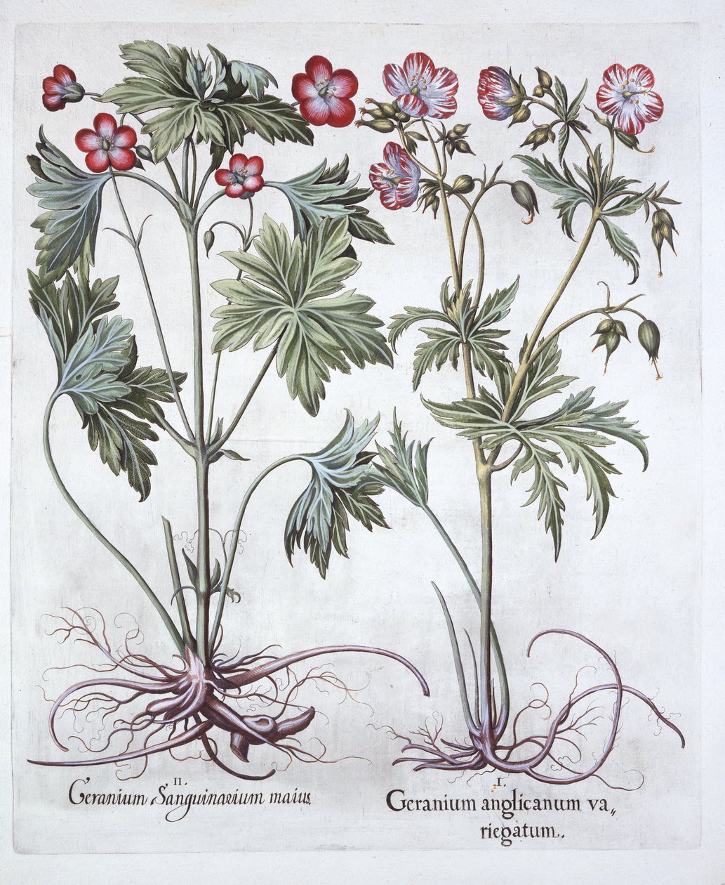 Bloody Cranesbill and Bigroot Cranesbill, fra Hortus Eystettensis, af Basil Besler (1561-1629), pub. 1613 (håndkoloreret gravering) af German School