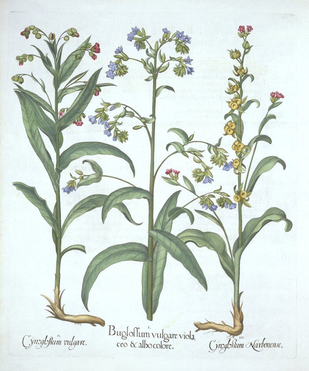 Blue Alkanet and Two Varieties of Hounds Tongue, fra Hortus Eystettensis, af Basil Besler (1561-1629), pub. 1613 (håndkoloreret gravering) af German School