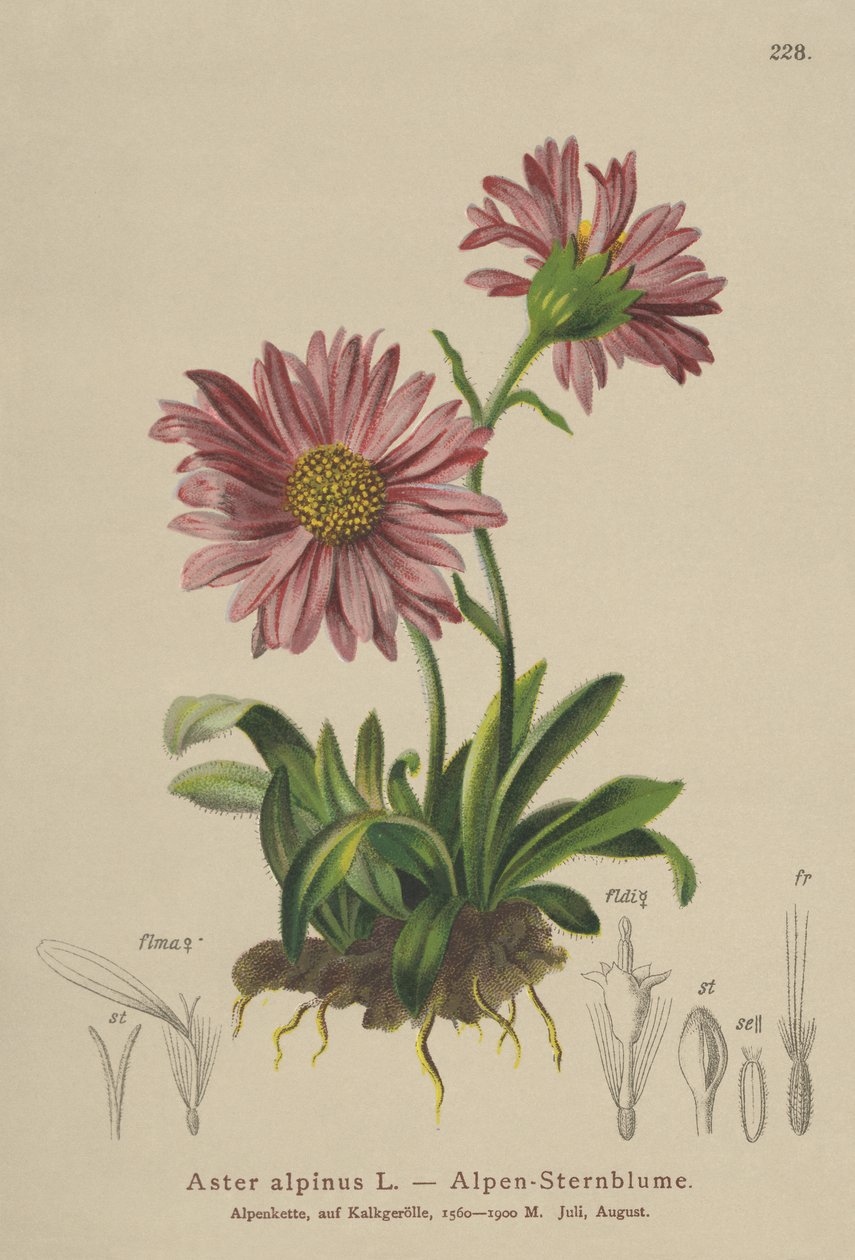 Blå Alpine Daisy (Aster alpinus) af German School