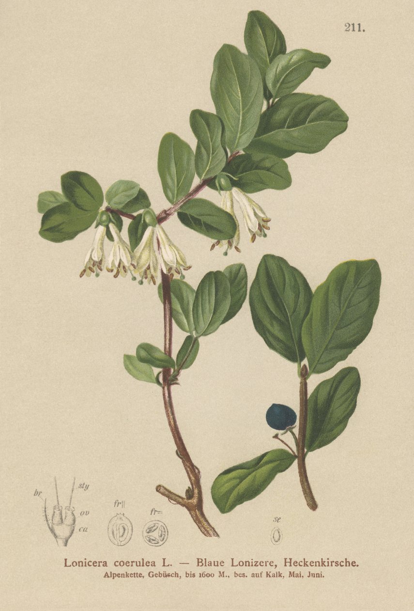 Blå kaprifolium (Lonicera caerulea, Lonicera coerulea) af German School