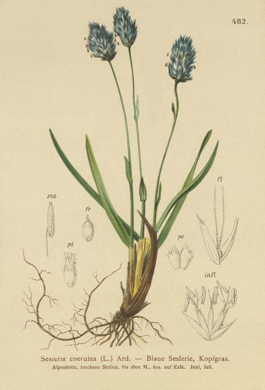 Blå hedelyng (Sesleria caerulea, Sesleria uliginosa) af German School