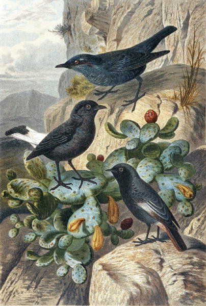 Blue Rock Thrush, Black Wheatear and Redtail, tallerken fra "Brehms Tierleben: Allgemeine Kunde des Tierreichs", bind 4, s. 57, udgivet af Bibliographisches Institut af German School