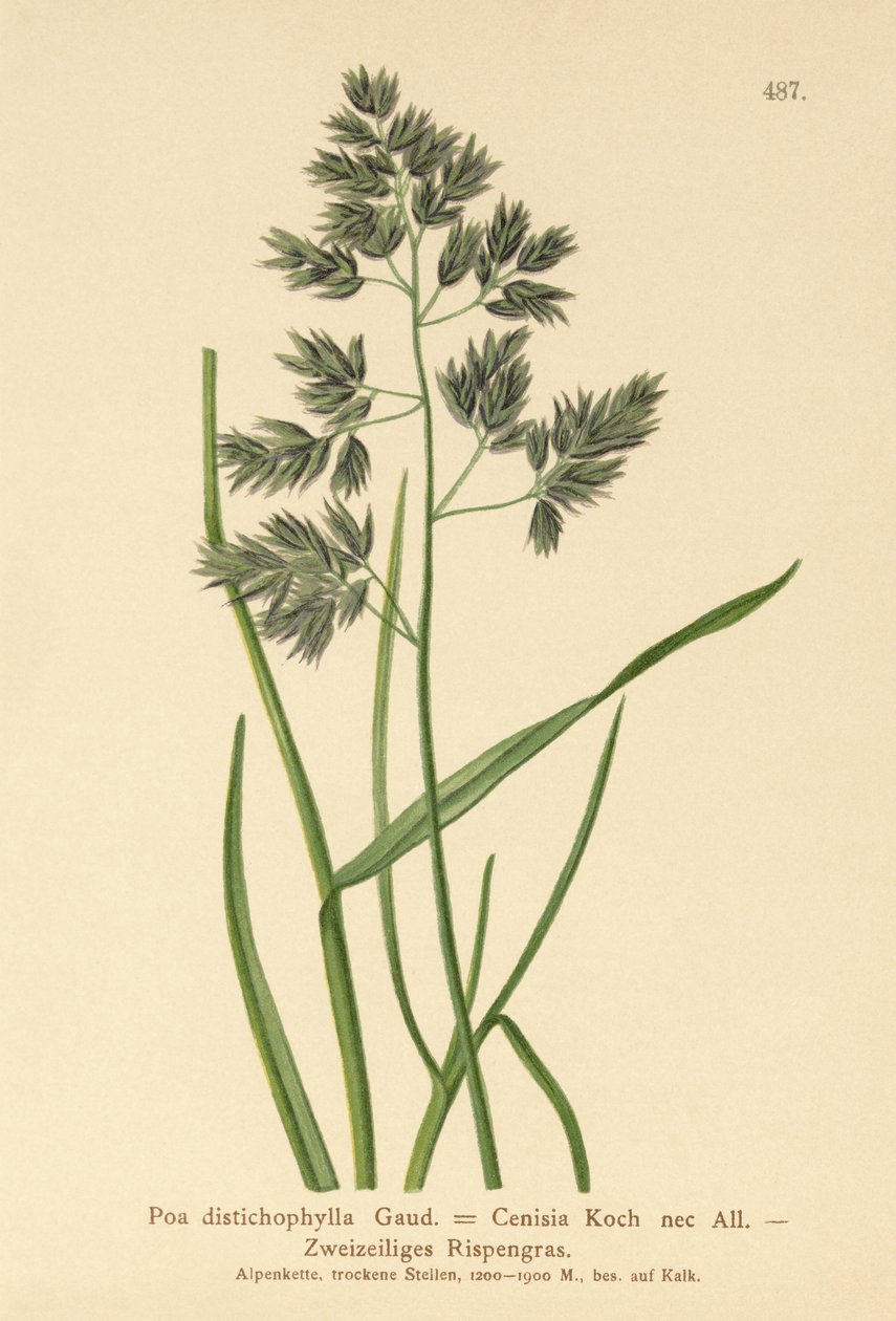 Almindelig rajgræs (Poa distichophylla, Poa Cenisia, Poa contracta, Poa fontqueri, Poa oreophila, Poa psychrophila) af German School