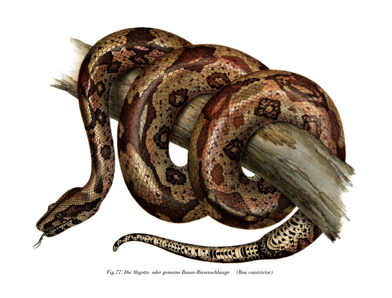 Boa constrictor (farve litho) af German School
