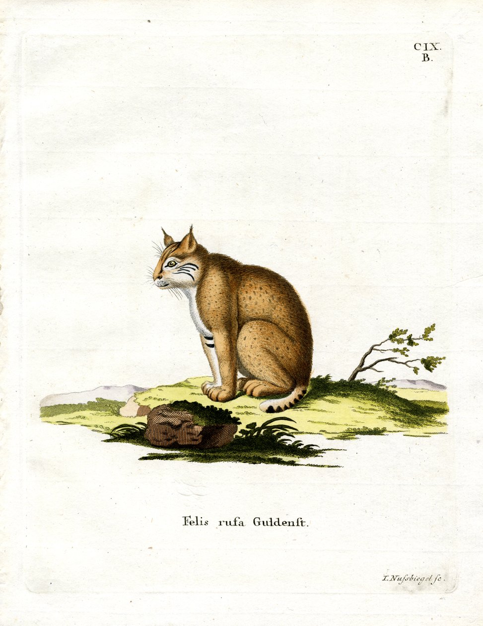 Bobcat (farvet gravering) af German School
