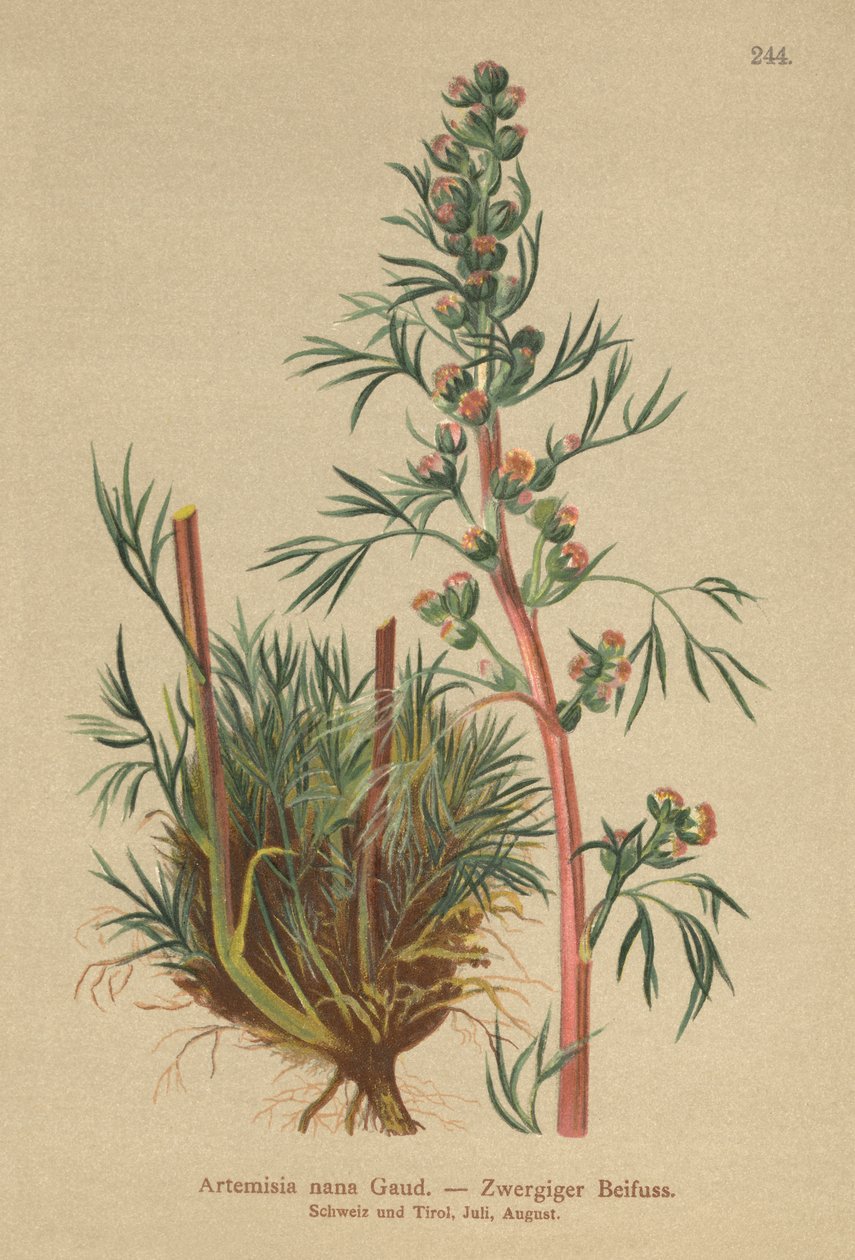 Boreal malurt (Artemisia nana, Artemisia borealis) af German School