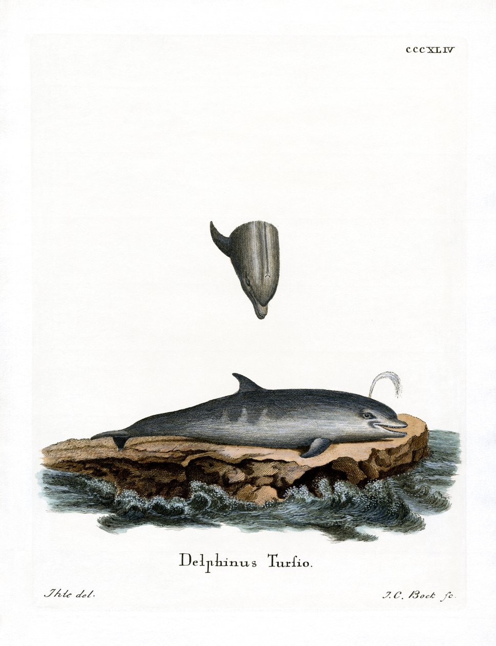 Delfin med flaskenæse (farvet indgravering) af German School