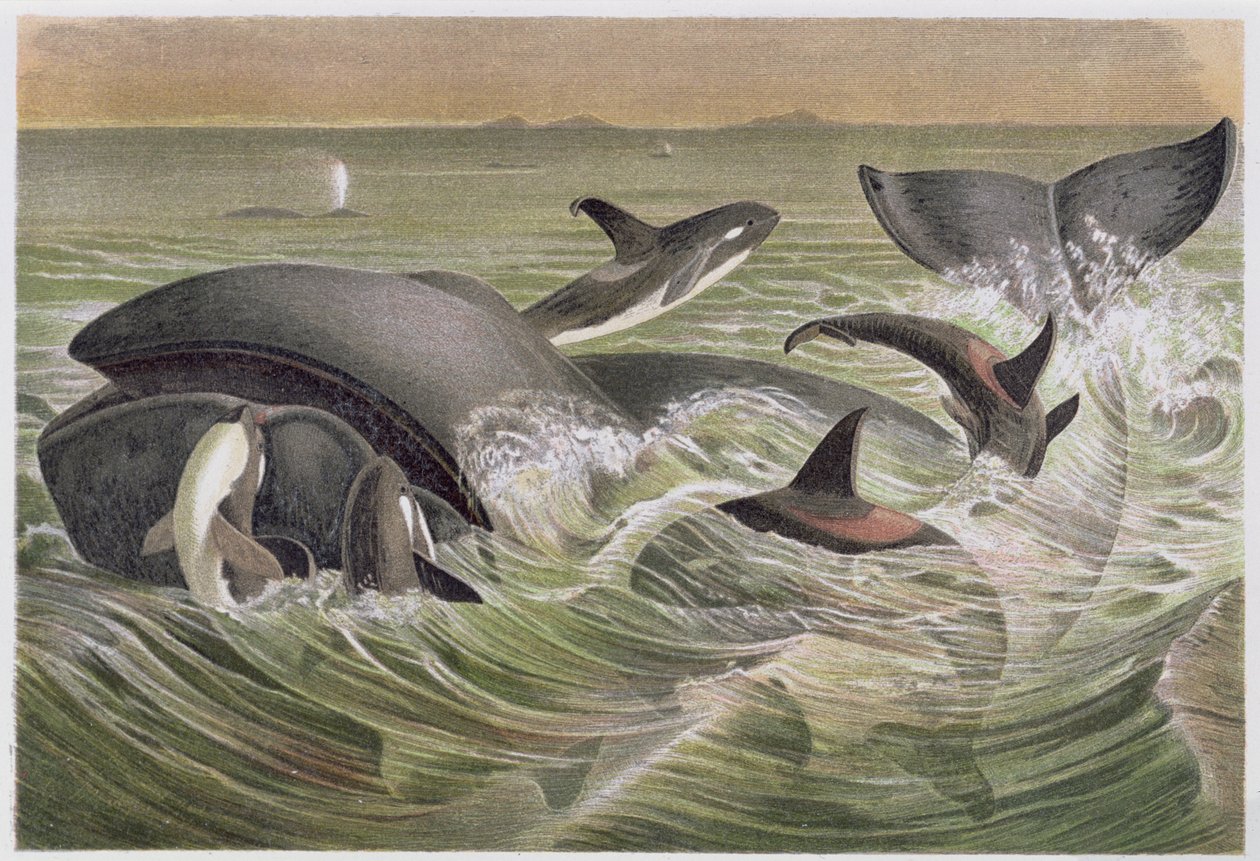 Grønland og spækhugger, plade fra Brehms Tierleben: Allgemeine Kunde des Tierreichs, bind 3, s.600, udgivet af Bibliografisk Institut, 1891 af German School
