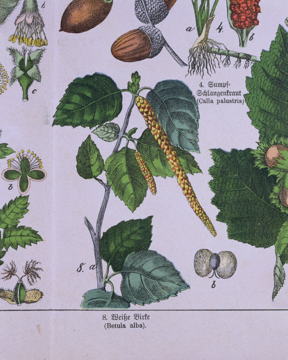 Gren af et sølvbirketræ, fra en bog om Carolus Linnaeus klassificeringssystem af G.H. af Schubert af German School
