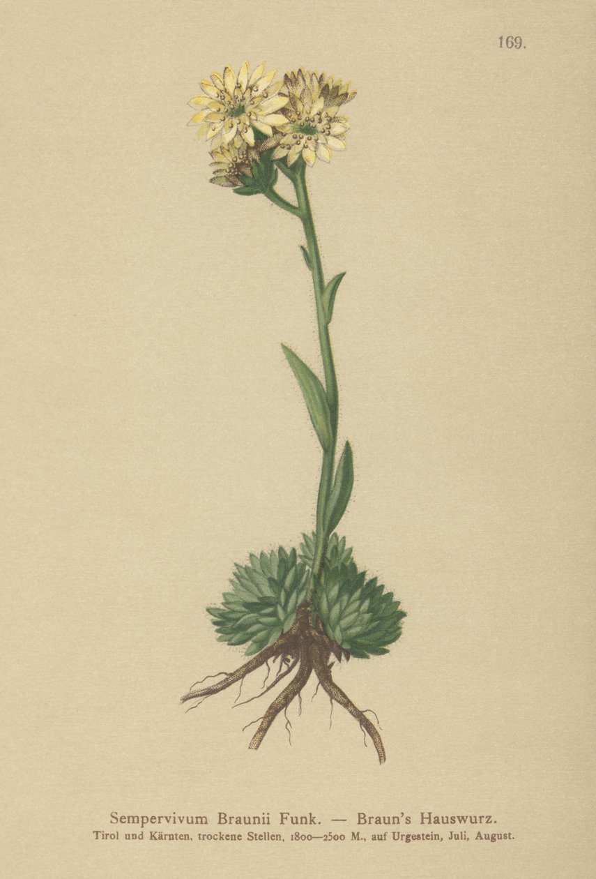 Brauns Høne og kyllinger (Sempervivum Braunii) af German School