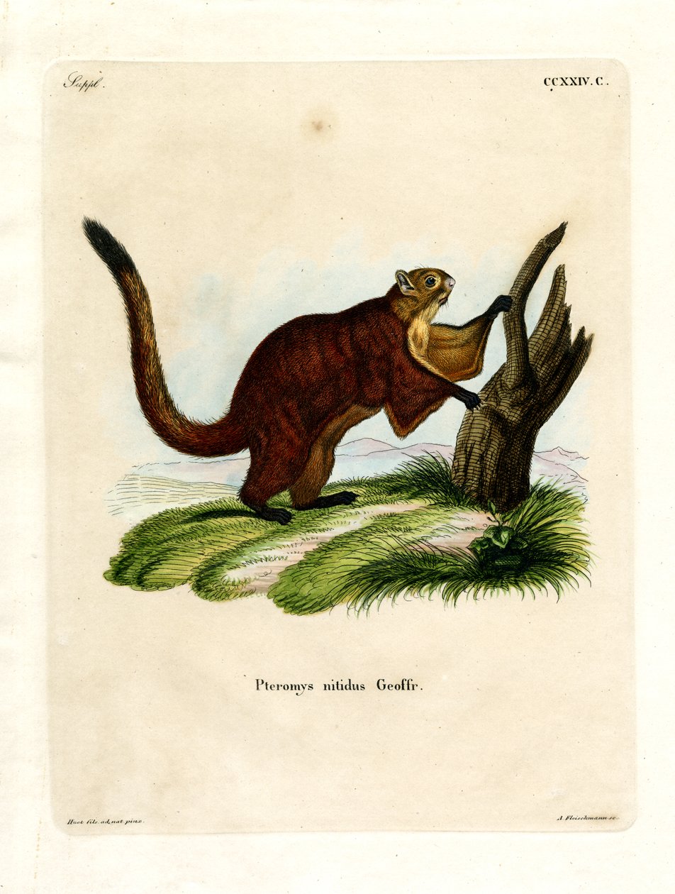 Brilliant Flying Squirrel (farvet gravering) af German School