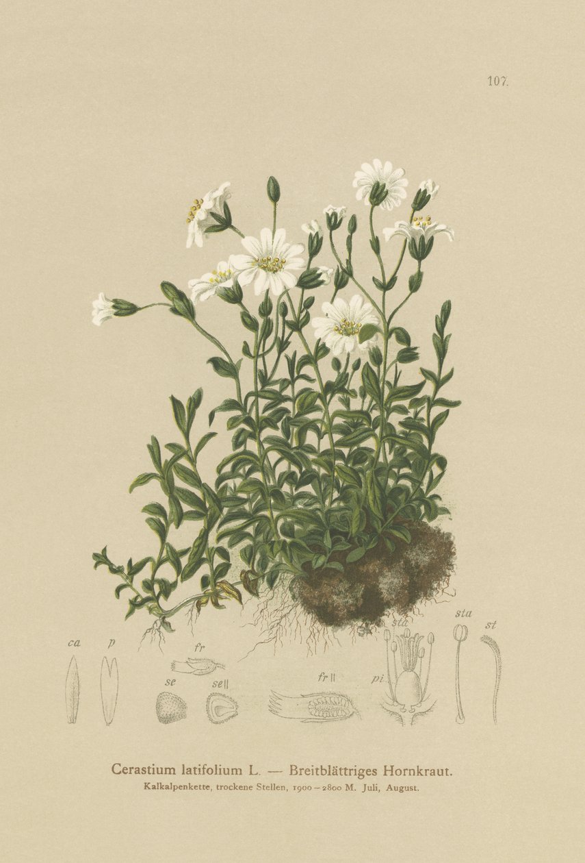 Bredbladet museøre (Cerastium latifolium) af German School