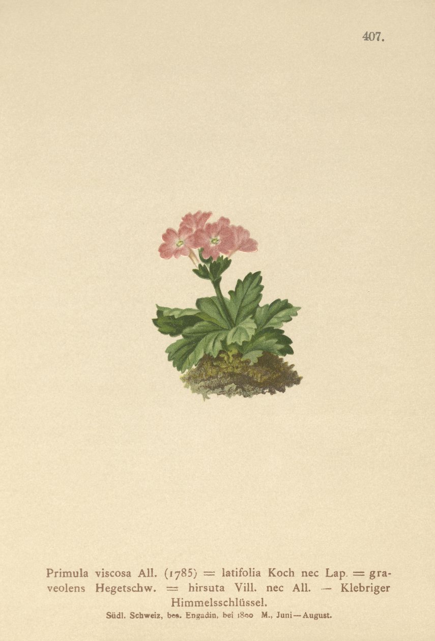 Bredbladet primula (Primula viscosa, Primula latifolia, Primula hirsuta) af German School