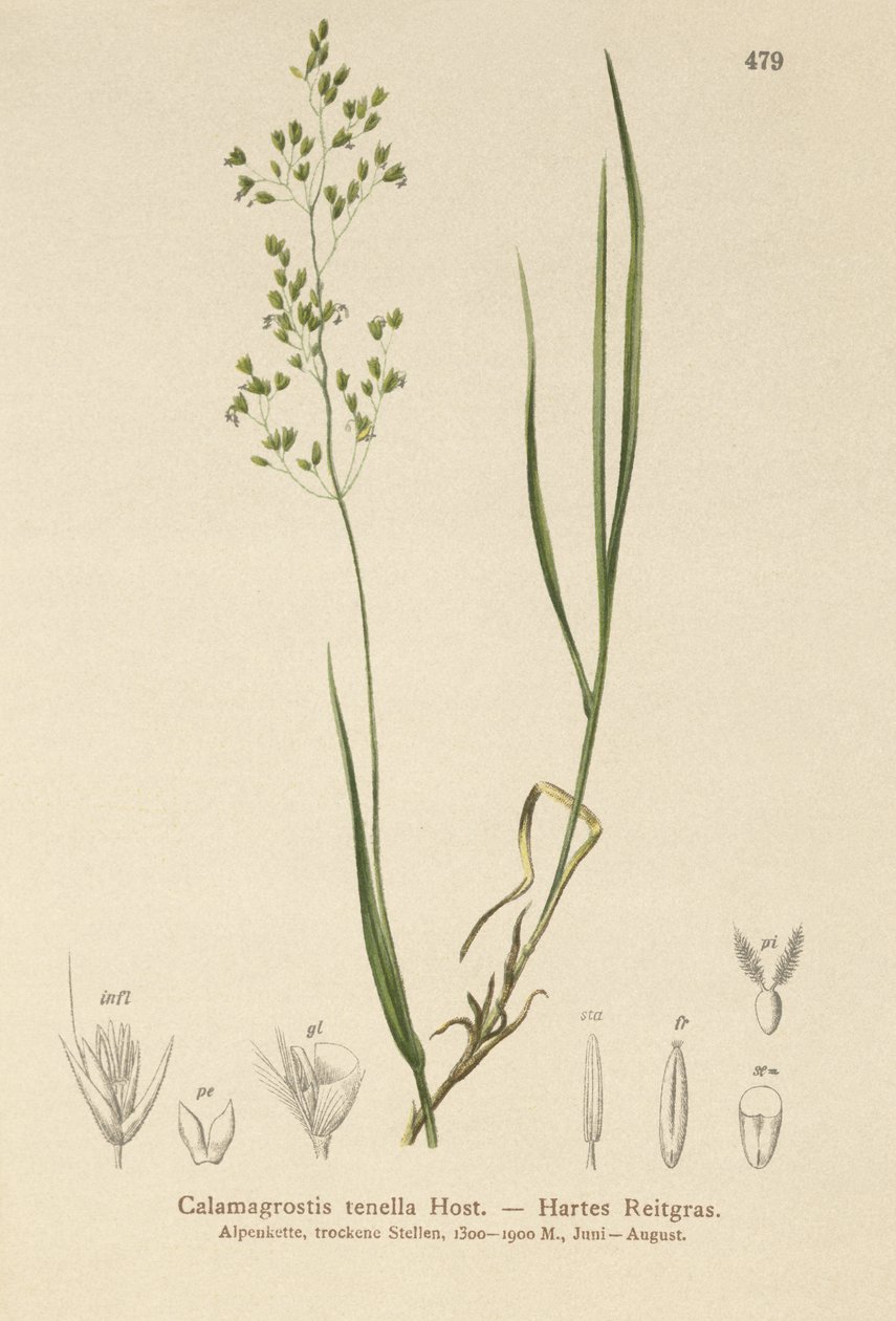 Brun bøg (Agrostis schraderiana, Agrostis agrostiflora, Agrostis stricta, Agrostis vinealis, Agrostis vinealis, Agrostis tenella) af German School