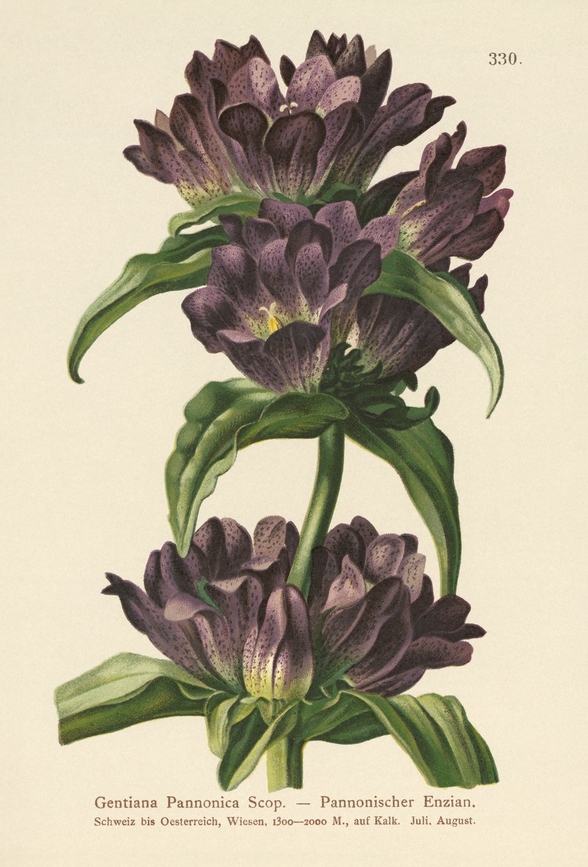 Brun Ensian (Gentiana Pannonica) af German School