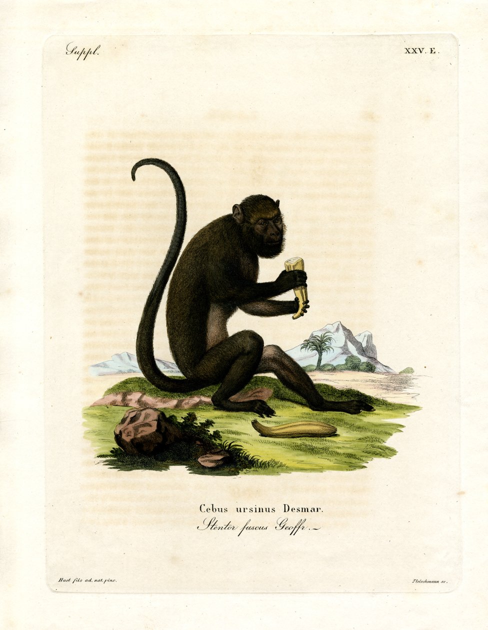 Brown Howler (farvet gravering) af German School