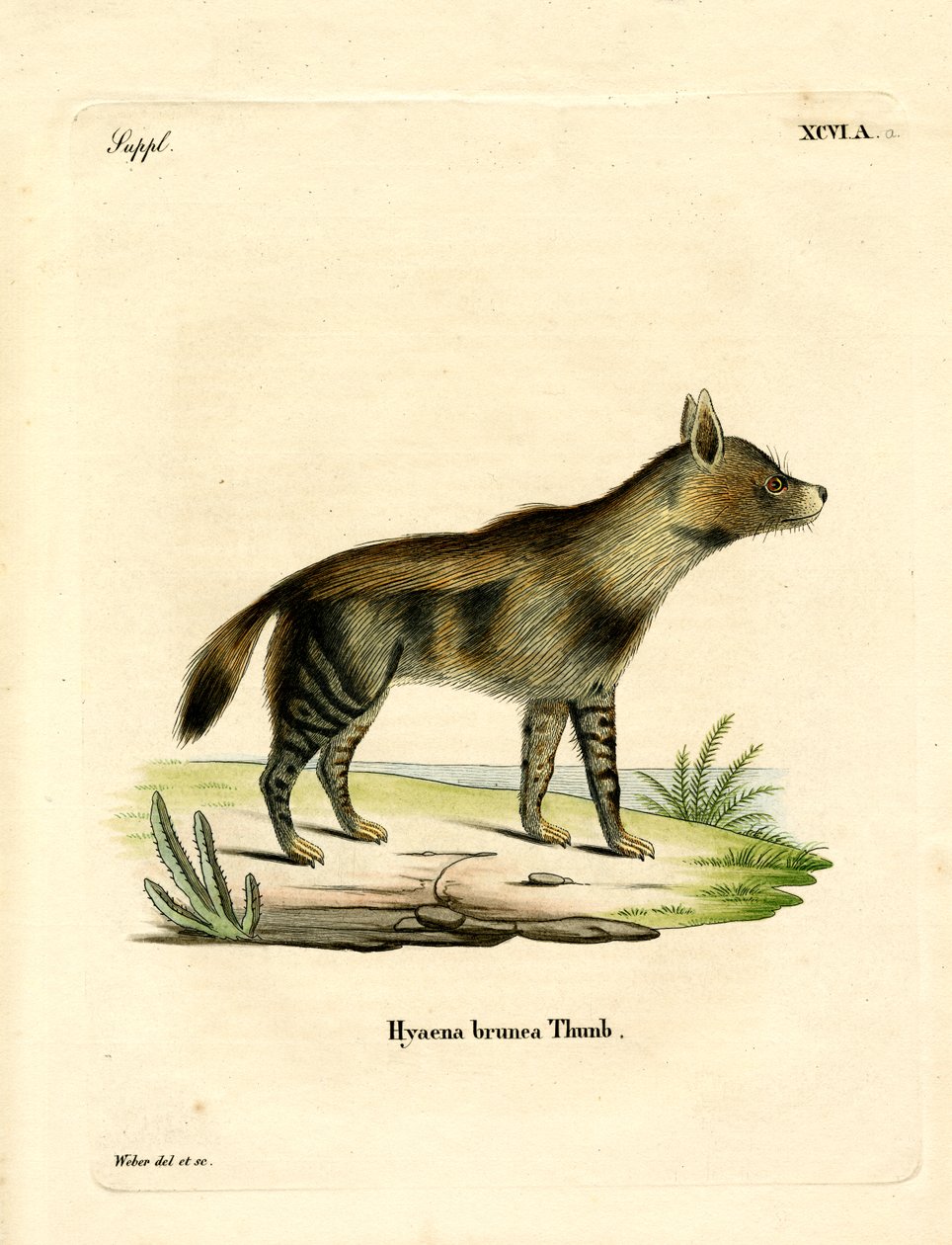 Brun hyæne (farvet gravering) af German School