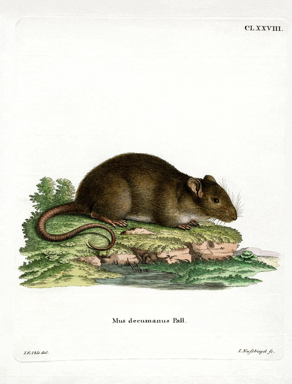 Brun rotte (farvet gravering) af German School