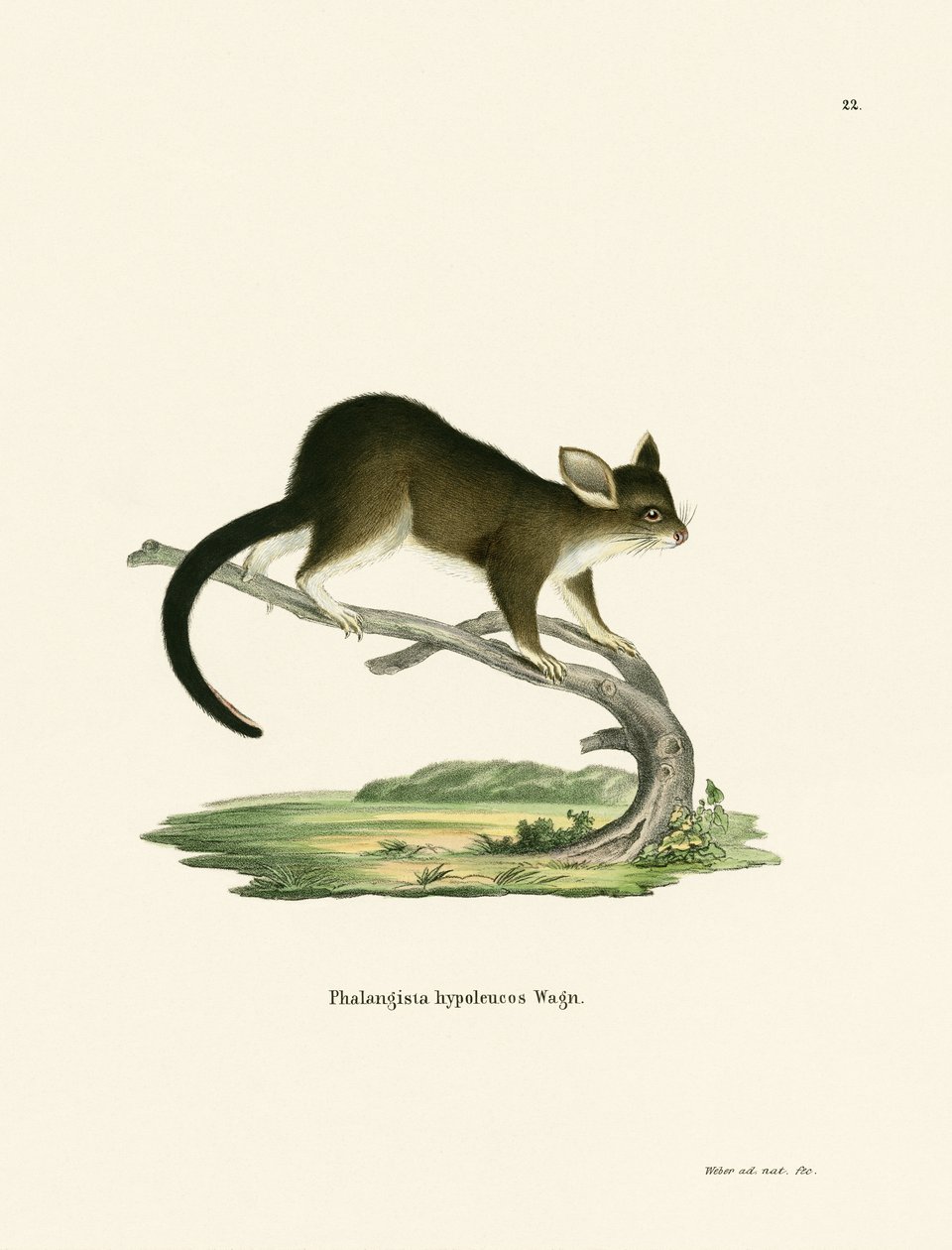 Børstehale Possum af German School